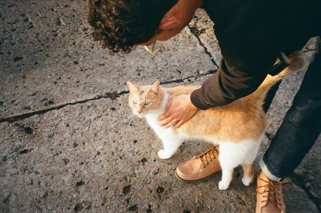 Cat with owner