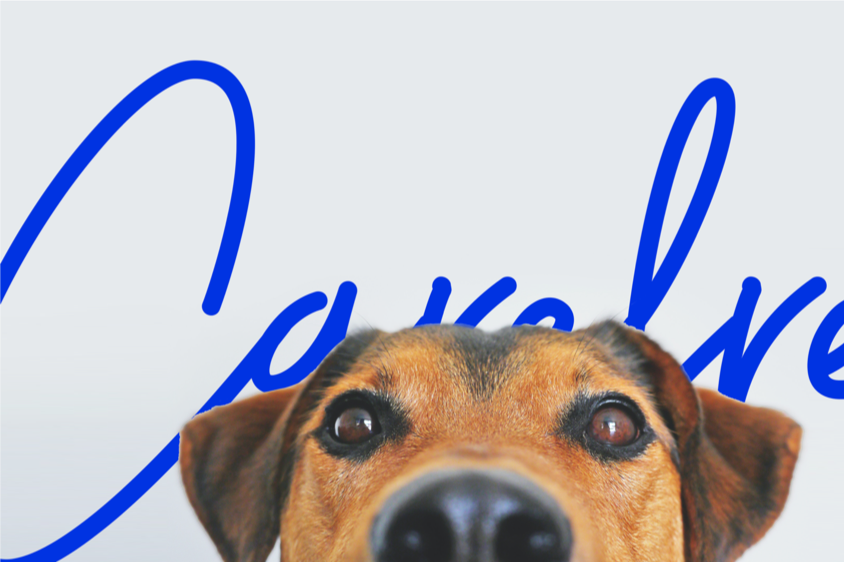 Zoomed in on a tiny dogs eyes and nose